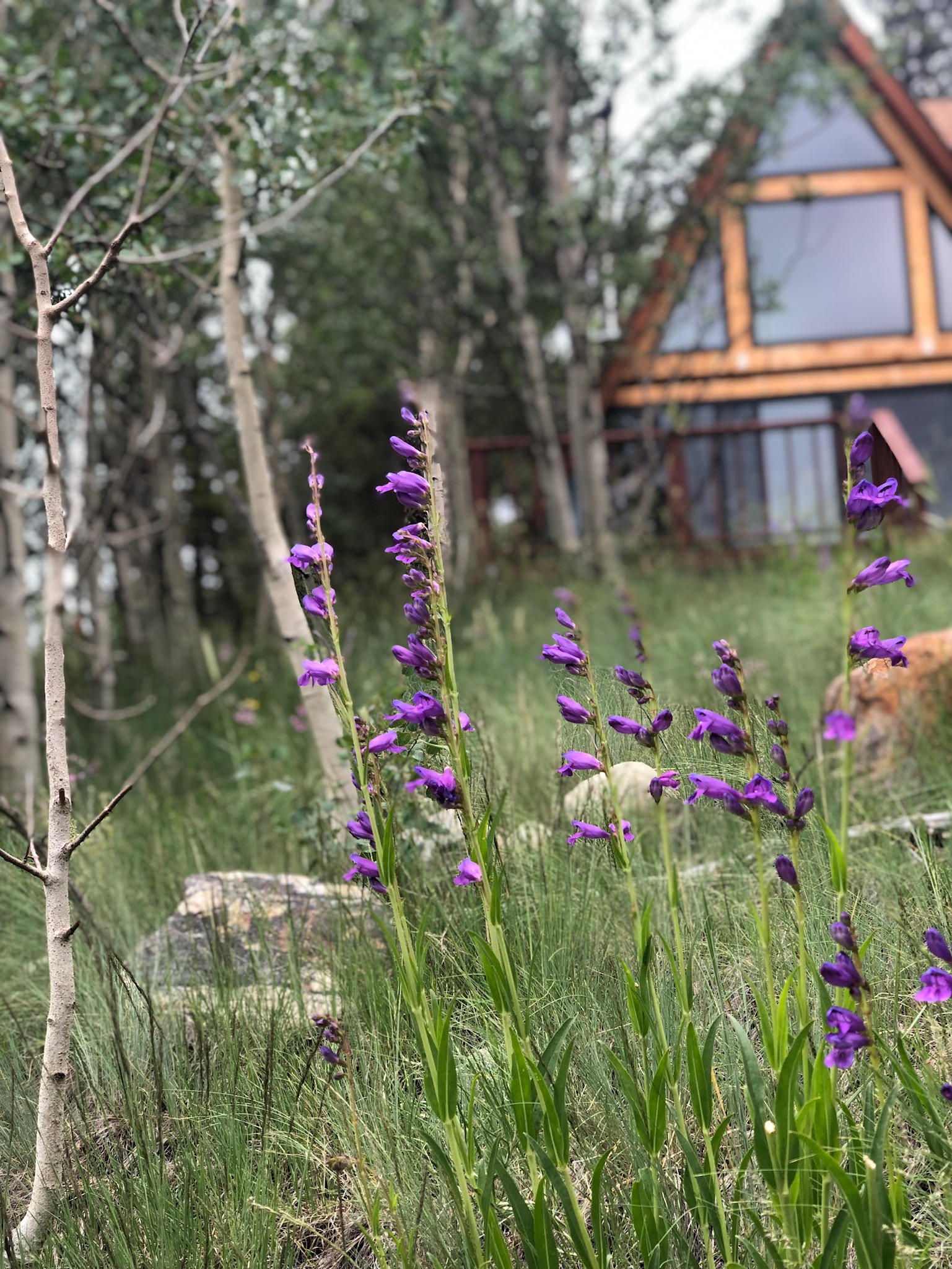 Cabin Renovation — Fairplay